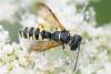 Cerceris sp.